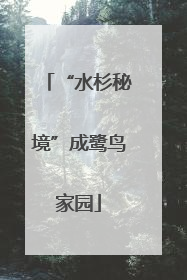 “水杉秘境”成鹭鸟家园