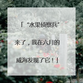 “水果侦察兵”来了，我在六月的威海发现了它！