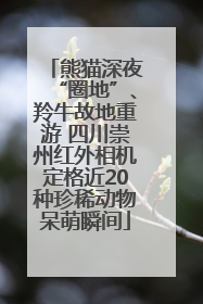 熊猫深夜“圈地”、羚牛故地重游 四川崇州红外相机定格近20种珍稀动物呆萌瞬间