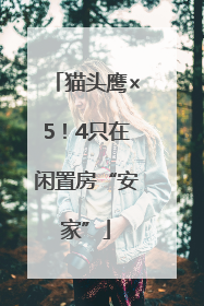 猫头鹰×5！4只在闲置房“安家”