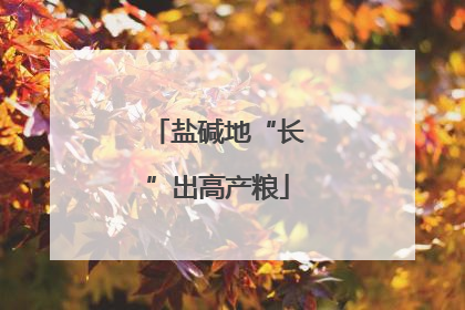 盐碱地“长”出高产粮