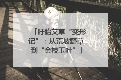 盱眙艾草“变形记”：从荒坡野草到“金枝玉叶”