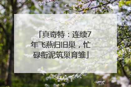 真奇特：连续7年飞燕归旧巢，忙碌衔泥筑巢育雏