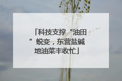 科技支撑“油田”蜕变，东营盐碱地油菜丰收忙