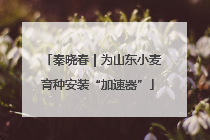 秦晓春｜为山东小麦育种安装“加速器”