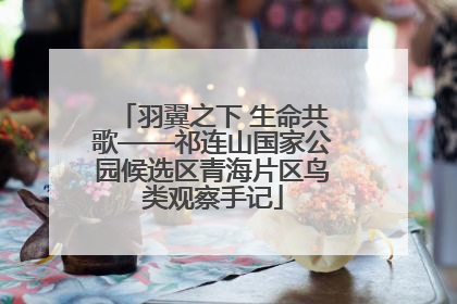 羽翼之下 生命共歌——祁连山国家公园候选区青海片区鸟类观察手记