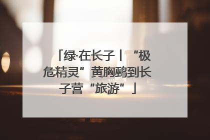 绿·在长子丨“极危精灵”黄胸鹀到长子营“旅游”