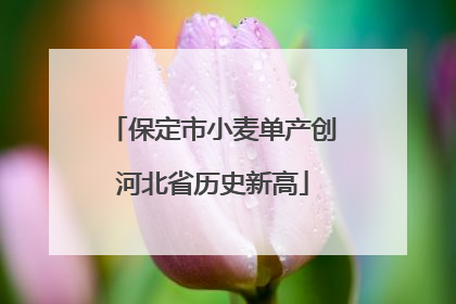 保定市小麦单产创河北省历史新高