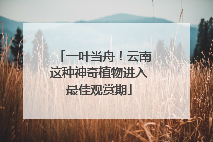 一叶当舟！云南这种神奇植物进入最佳观赏期
