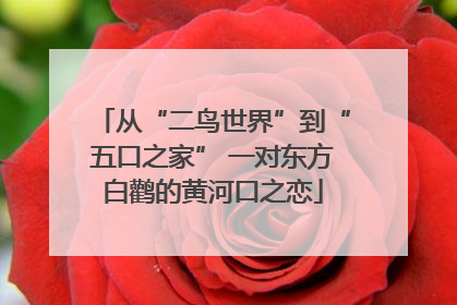 从“二鸟世界”到“五口之家” 一对东方白鹳的黄河口之恋