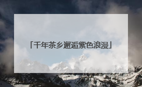 千年茶乡邂逅紫色浪漫