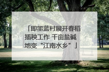 即墨蓝村展开春稻插秧工作 千亩盐碱地变“江南水乡”