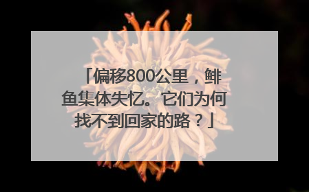 偏移800公里，鲱鱼集体失忆。它们为何找不到回家的路？