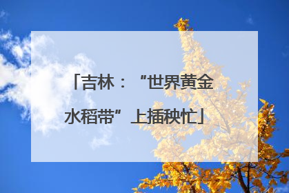 吉林：“世界黄金水稻带”上插秧忙