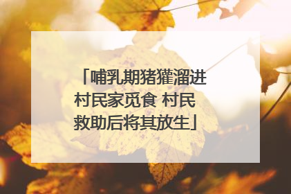 哺乳期猪獾溜进村民家觅食 村民救助后将其放生