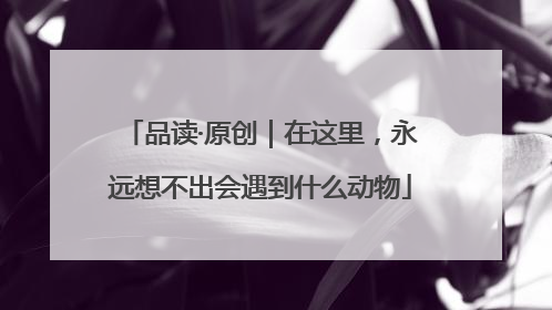 品读·原创｜在这里，永远想不出会遇到什么动物