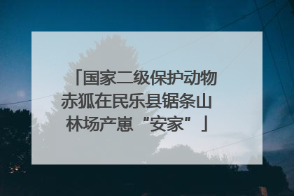 国家二级保护动物赤狐在民乐县锯条山林场产崽“安家”