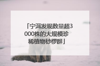 宁洱发现数量超3000株的大规模珍稀植物桫椤群