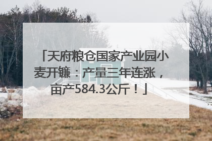 天府粮仓国家产业园小麦开镰：产量三年连涨，亩产584.3公斤！