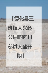 德化县三班镇大兴岭公园的向日葵进入盛开期