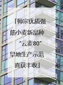 师宗优质强筋小麦新品种“云麦80”旱地生产示范喜获丰收
