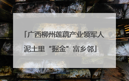 广西柳州莲藕产业领军人泥土里“掘金”富乡邻