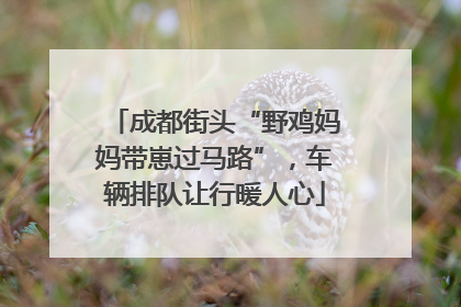 成都街头“野鸡妈妈带崽过马路”，车辆排队让行暖人心