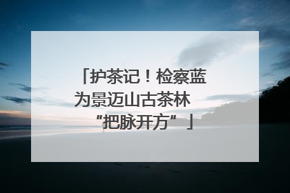 护茶记！检察蓝为景迈山古茶林 “把脉开方”
