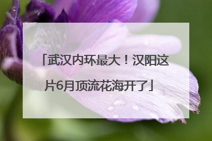 武汉内环最大！汉阳这片6月顶流花海开了