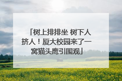 树上排排坐 树下人挤人！厦大校园来了一窝猫头鹰引围观