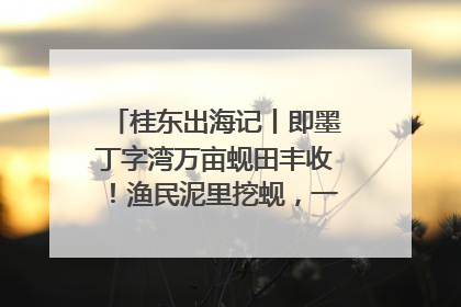 桂东出海记丨即墨丁字湾万亩蚬田丰收！渔民泥里挖蚬，一天上岸过千斤