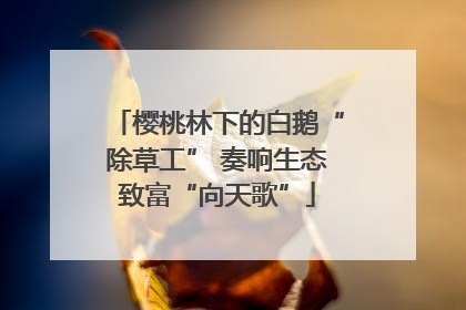樱桃林下的白鹅“除草工” 奏响生态致富“向天歌”