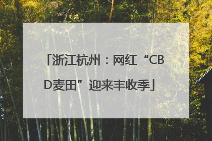 浙江杭州：网红“CBD麦田”迎来丰收季