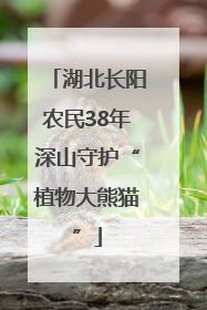 湖北长阳农民38年深山守护“植物大熊猫”