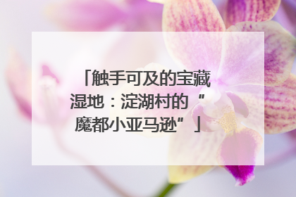 触手可及的宝藏湿地：淀湖村的“魔都小亚马逊”