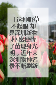 这种野草不起眼 却是深圳新物种 密穗砖子苗现身光明，近年来深圳物种名录不断刷新