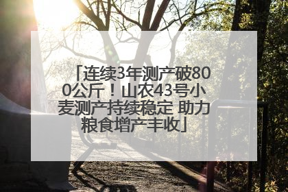 连续3年测产破800公斤！山农43号小麦测产持续稳定 助力粮食增产丰收