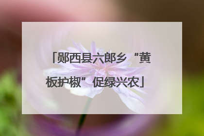 郧西县六郎乡“黄板护椒”促绿兴农