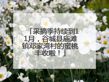 采摘季持续到11月，谷城县庙滩镇邓家湾村的蜜桃丰收啦！