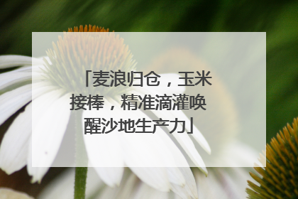 麦浪归仓，玉米接棒，精准滴灌唤醒沙地生产力