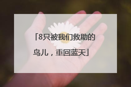 8只被我们救助的鸟儿，重回蓝天